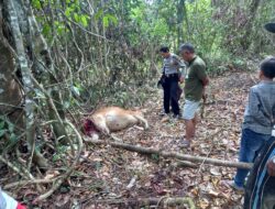 Diduga Ulah Harimau, Ternak Sapi Warga Kuncir Diketemukan Mati