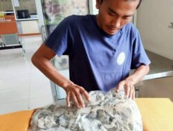 Lolos Uji Sertifikasi, 34 Kg Sarang Burung Walet Siap Dikirim ke Medan