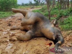 Gajah Betina Ditemukan Mati, Dunia Konservasi Berduka