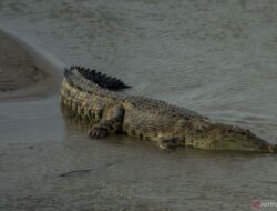 Warga Pasaman Lihat Buaya, BKSDA; Kurangi Aktivitas di Sungai