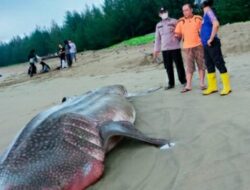 Hiu Tutul Ditemukan Terdampar di Pantai Kincir Salido