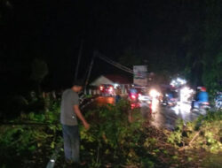 Pohon Tumbang Sempat Ganggu Arus Lalulintas Padang- Bukittinggi