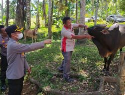 102 Ternak di VII Koto Aur Malintang Terjangkit PMK