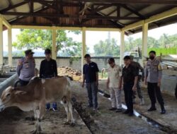 Sapi Terjangkit PMK di Pasar Ternak Palangki Berasal dari Aceh