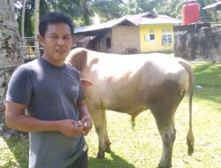 Harga Sapi Naik, Semangat Korban Tetap Tinggi