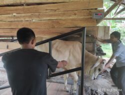 Sapi Langka, Raudhah Farm Usahakan Penuhi Kebutuhan Korban
