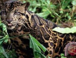 Harimau Dahan Nyasar Masuk ke Dapur Warga Pasaman