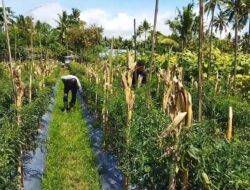 Harga Mahal, Kebun Cabai Warga Payakumbuh Jadi Incaran Maling