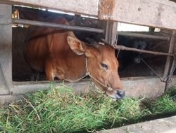 Daya Beli Lemah, Pemotongan Kurban di Agam Diprediksi Turun