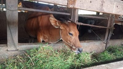 8.837 Hewan Kurban Disembelih di Padang, Koto Tangah Terbanyak