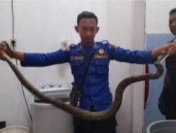 Damkar Payakumbuh Evakuasi Ular Dari Toko Mas Makmur