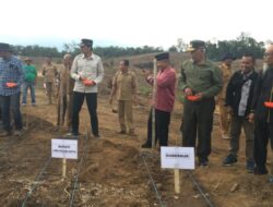 Integrasi Tanam Jagung dan Sawit Dimulai Gubernur