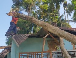 Akibat Puting Beliung, Tiga Rumah Rusak Tertimpa Pohon