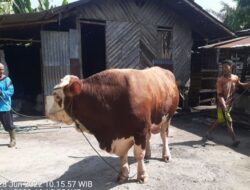 Sapi Kurban Bantuan Presiden untuk Riau, Segini Beratnya