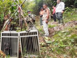 Dua Ekor Beruk Mentawai Dilepasliarkan di Siberut