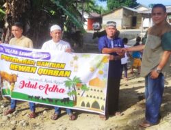  PT USM Serahkan Hewan Kurban ke Masyarakat Pasaman Barat
