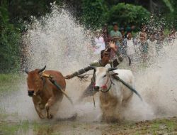 Alek Pacu Jawi Digelar di Sawah Batuang Sungai Tarab