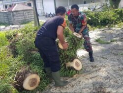 Pohon Tumbang Sempat Ganggu Jalan ke BIM