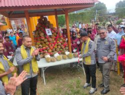 5.000 Durian Dinikmati Masyarakat di Desa Wisata Agro, Kampung Durian Pulau Mutiara