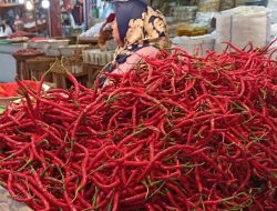 Harga Cabai Merah di Padang Turun Jadi Rp60 Ribu per Kilogram