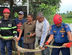 Damkar Padang Evakuasi Ular Piton dari Kandang Ayam Warga Pauh