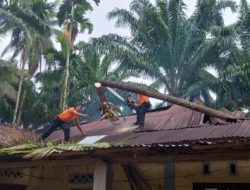 Rumah Warga Padang Tui Ditimpa Pohon Tumbang