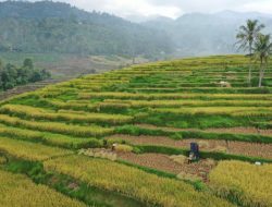Sawah Jawi Jawi Kabupaten Solok tak Kalah Indah Dari Ubud Bali