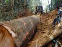 Dugaan Ilegal Logging, Tim Gabungan Cek Tunggul Kayu