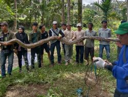 Tim WRU BKSDA Sumbar Evakuasi Sanca Batik Panjang Enam Meter
