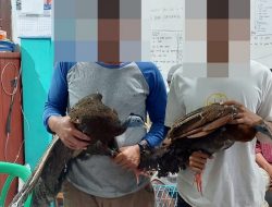 Pelaku Perdagangan Satwa Dilindungi Diringkus Polres Pasaman dan BKSDA