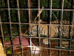 Tertangkap di Pelalawan, Anak Harimau Dilepasliarkan