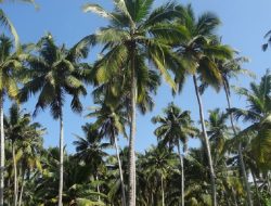 Merawat Ekosistem Kelapa, Ada Sambu Group untuk Indonesia