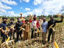 Petani Binaan Papua Muda Inspiratif Panen 10 Hektar Jagung di Kampung Yakasib