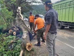 Angin Kencang di Padang, Satu Pohon Tumbang