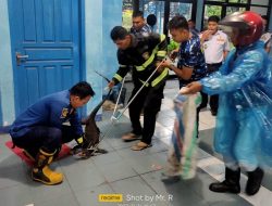 Seekor Biawak Nyelonong Masuk ke Kantor Dishub Padang Panjang