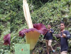 Bunga Bangkai Raksasa Mekar Di Sitingkai Kecamatan Palupuh