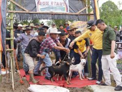 Ribuan Peburu Ramaikan Alek Buru Babi di Sungai Talang