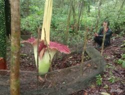 Warga Padang Panjang Kembali Temukan Bunga Bangkai