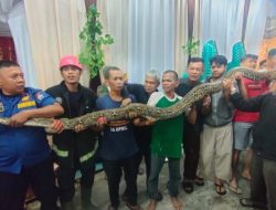 Ular Piton Sepanjang 6 Meter Dievakuasi dari Purus Kebun Padang