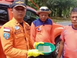 Warga Diterkam Buaya di Pasbar, Petugas Temukan Potongan Tubuh