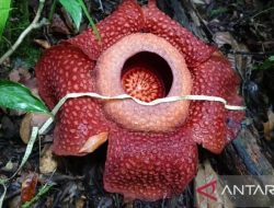 Dua Rafflesia Arnoldi Mekar Sempurna di Hutan Gaduangbeo Solok
