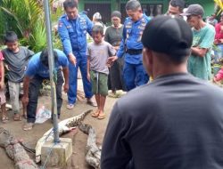 Warga Tiku Lima Jorong Agam Tangkap Enam Ekor Buaya