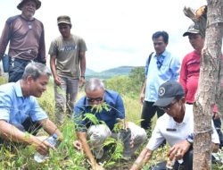 Semen Padang Siap Fasilitasi Masyarakat Talamau Pasbar Menanam Kaliandra