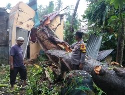 Pohon Tumbang Timpa Rumah Warga Sungai Garinggiang