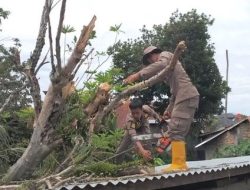 Pohon Tumbang Timpa Rumah Warga di Padang