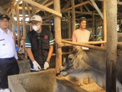 PMK Terkendali dan Ternak Sudah Terdata di Payakumbuh