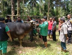 Ratusan Kerbau Ikuti Kontes di Padang Pariaman