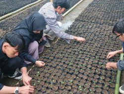 Bekerjasama dengan Semen Padang, Politani Payakumbuh Kembangkan Kaliandra Merah Dalam Jumlah Besar