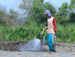 Program Electrifying Agriculture PLN Sukses Tekan Biaya Operasional Petani Bawang Merah