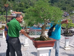 Berharga Puluhan Juta, Pameran Bonsai Turut Meriahkan di Festival Muaro Padang